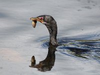 jan 096  Reed Cormorant - Frieda Prinsloo 2013 : jan